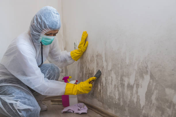 Professional Mold Remediation in Fulton, MD