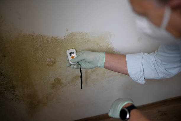 Best Residential Mold Remediation in Fulton, MD
