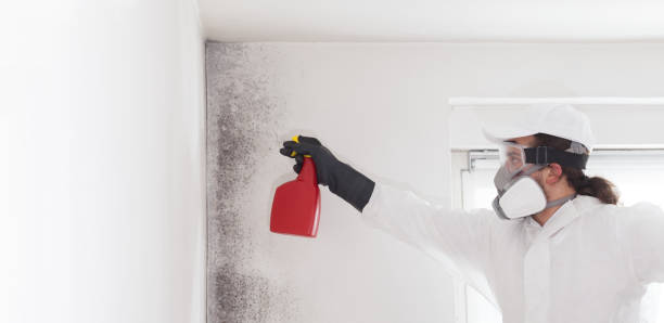 Best Localized Mold Remediation (e.g., coastal areas, humid climates) in Fulton, MD