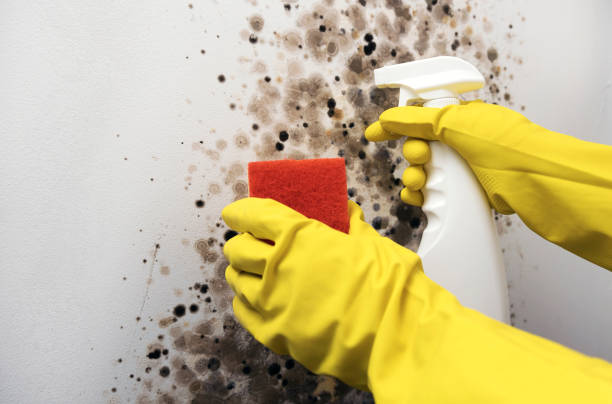Best DIY Mold Remediation Support Services in Fulton, MD